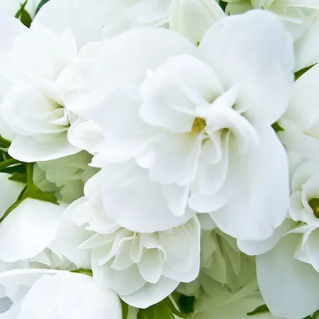 Jasmine Sambac Pure Floral Absolutes Oil 1